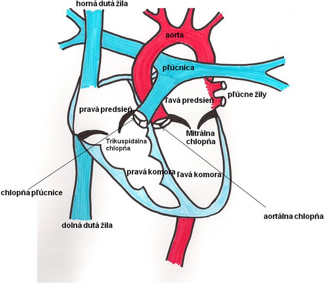 Schématické znázornenie anatómie normálneho srdca